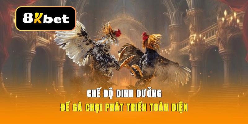 Cách nuôi gà đá khỏe mạnh với dinh dưỡng khoa học