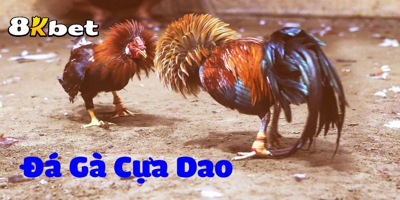 Quy định về thời gian trận đấu diễn ra đá gà cựa dao